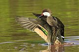 White-cheeked Pintail